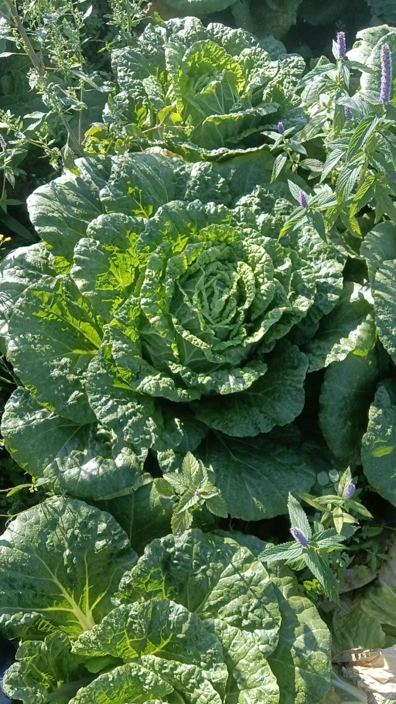 黄心大白菜，基地种植，大量上市了，毛货净货都有，欢迎联系