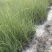细叶芒容器苗，高度50-70厘米，基地常年批发