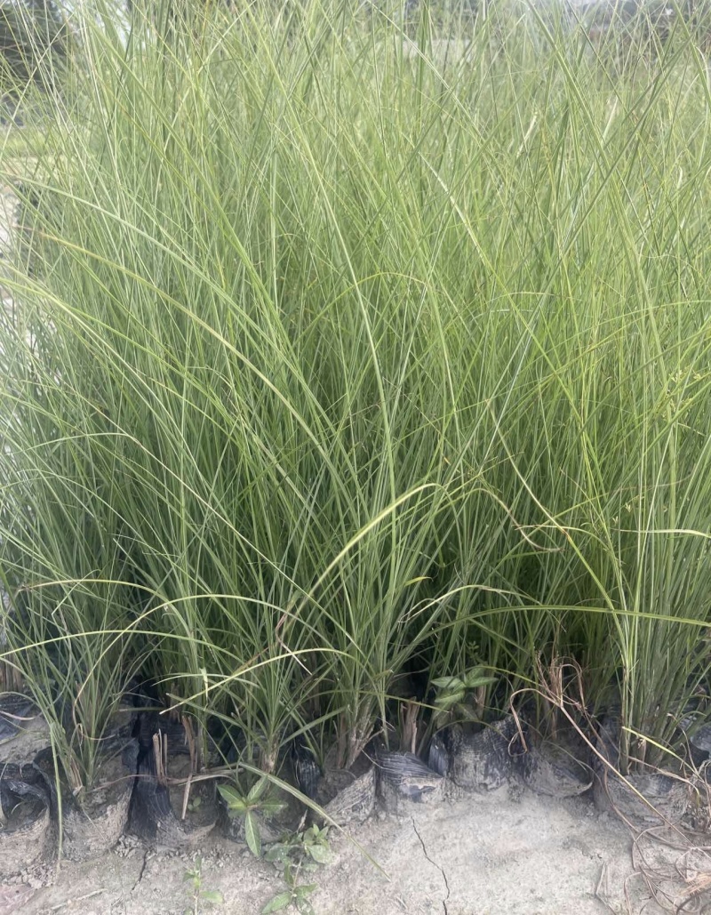 细叶芒容器苗，高度50-70厘米，基地常年批发