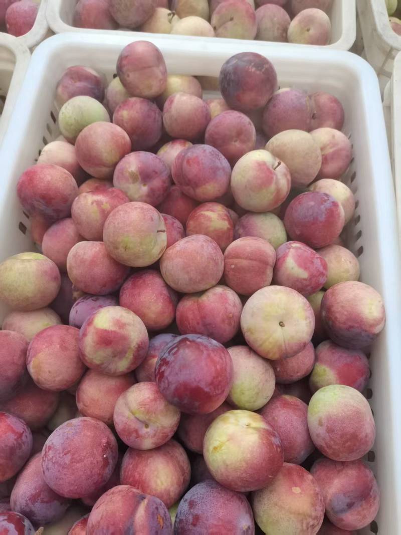 李子酸甜爽口