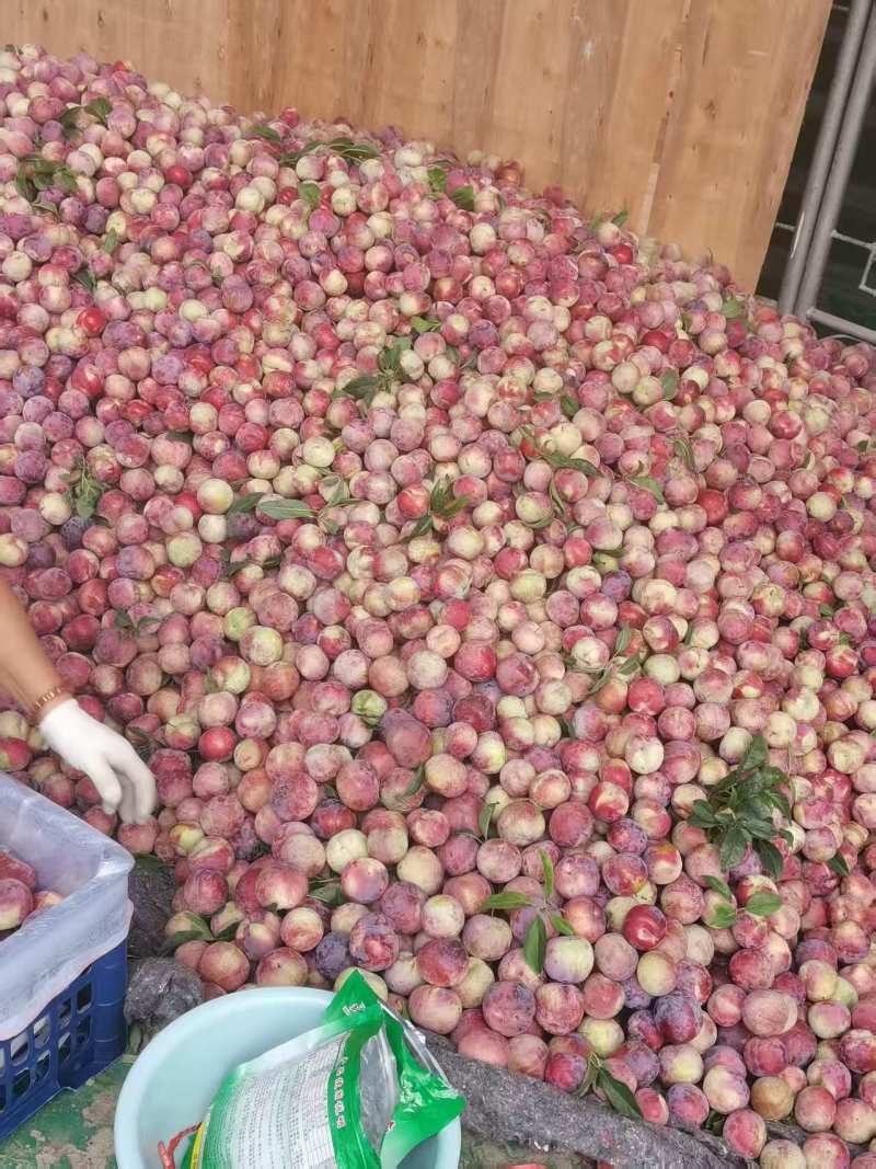 李子酸甜爽口