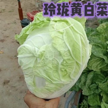 玲珑黄白菜，当地种植，量多着呢，需要的路过的，都可以联系