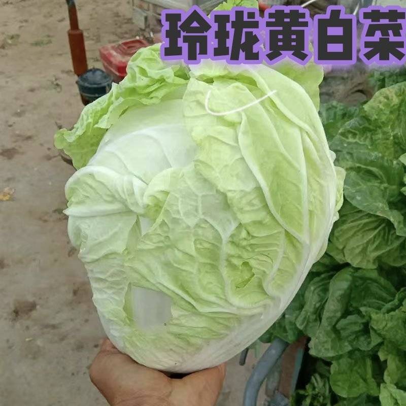 玲珑黄白菜，当地种植，量多着呢，需要的路过的，都可以联系