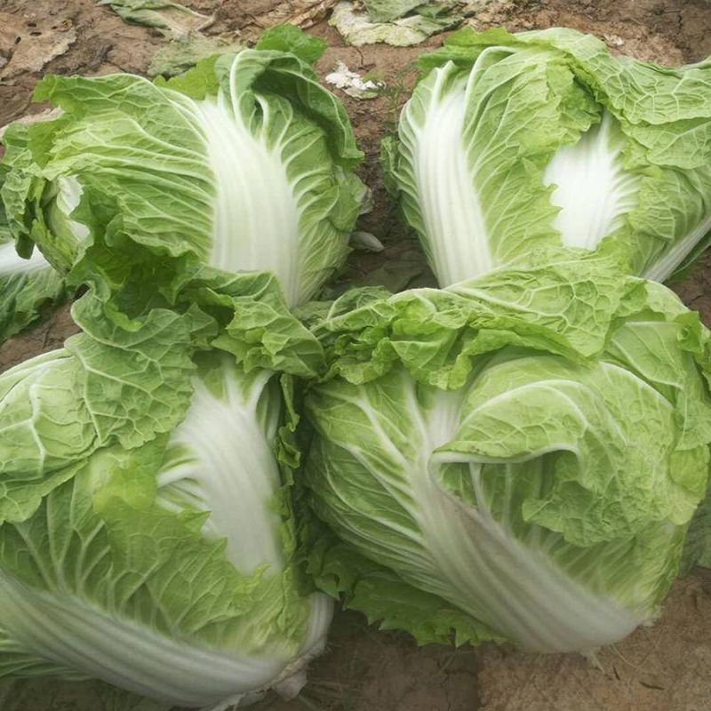 玲珑黄白菜，当地种植，量多着呢，需要的路过的，都可以联系