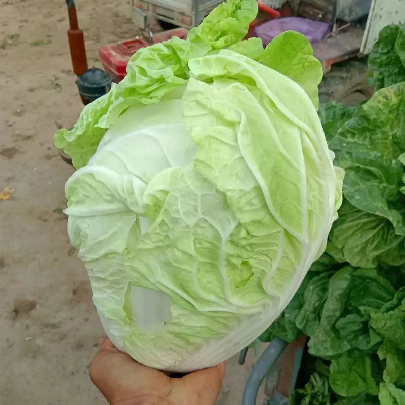 玲珑黄白菜，当地种植，量多着呢，需要的路过的，都可以联系