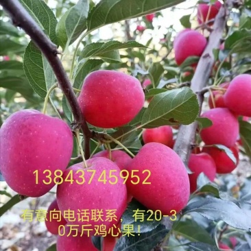 鸡心果/海棠果