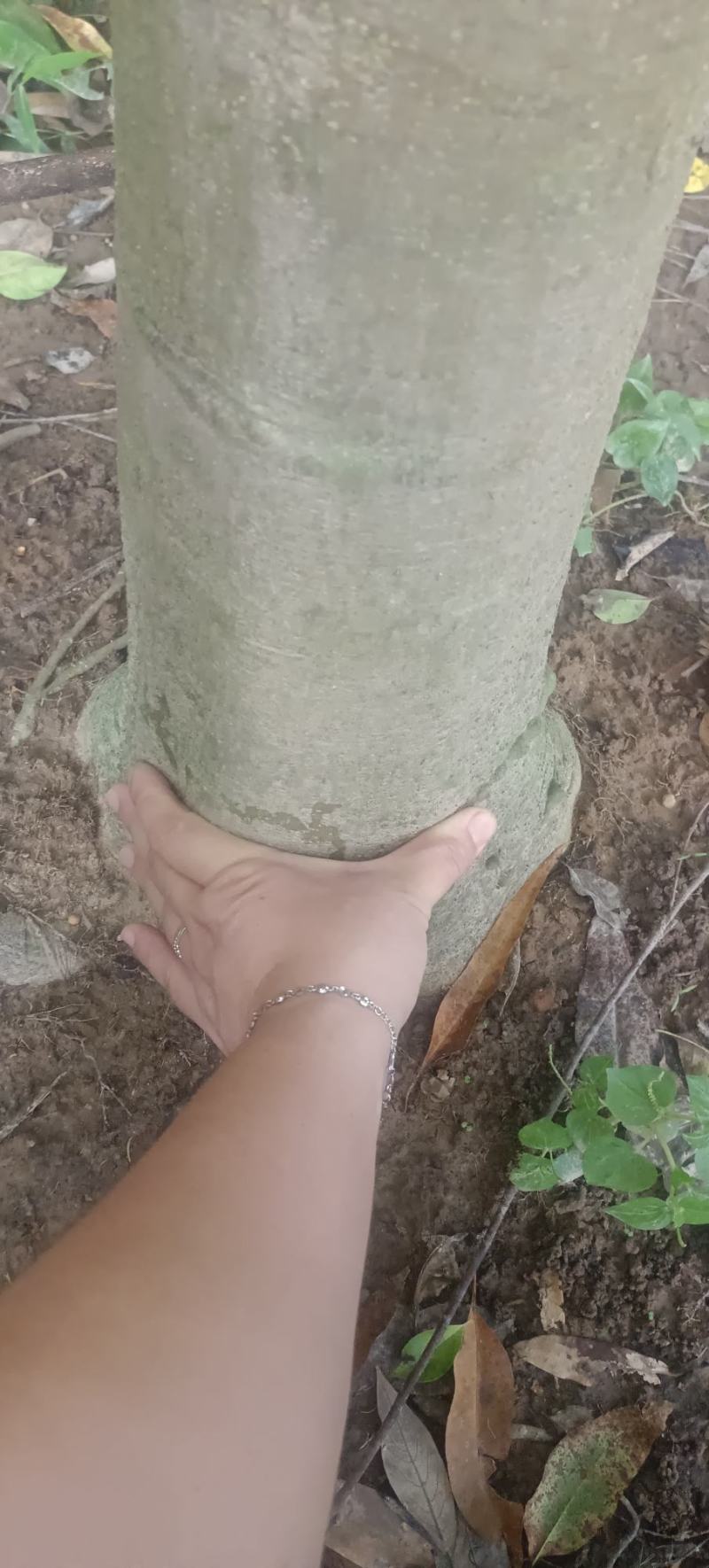 自挖自提，原生苗铁冬青大树，1000元一棵，可上门看货