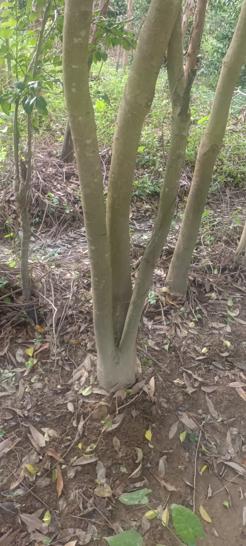 自挖自提，原生苗铁冬青大树，1000元一棵，可上门看货
