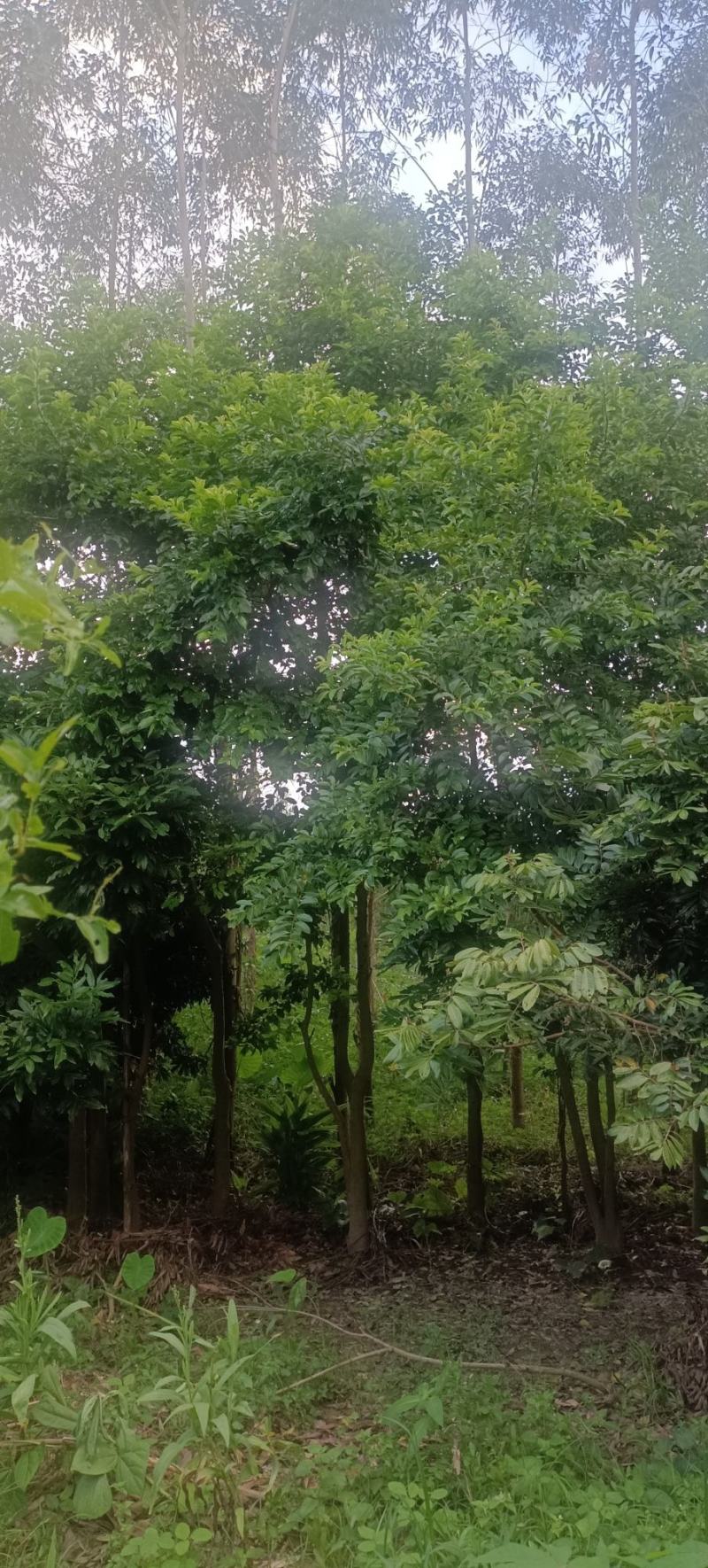 自挖自提，原生苗铁冬青大树，1000元一棵，可上门看货