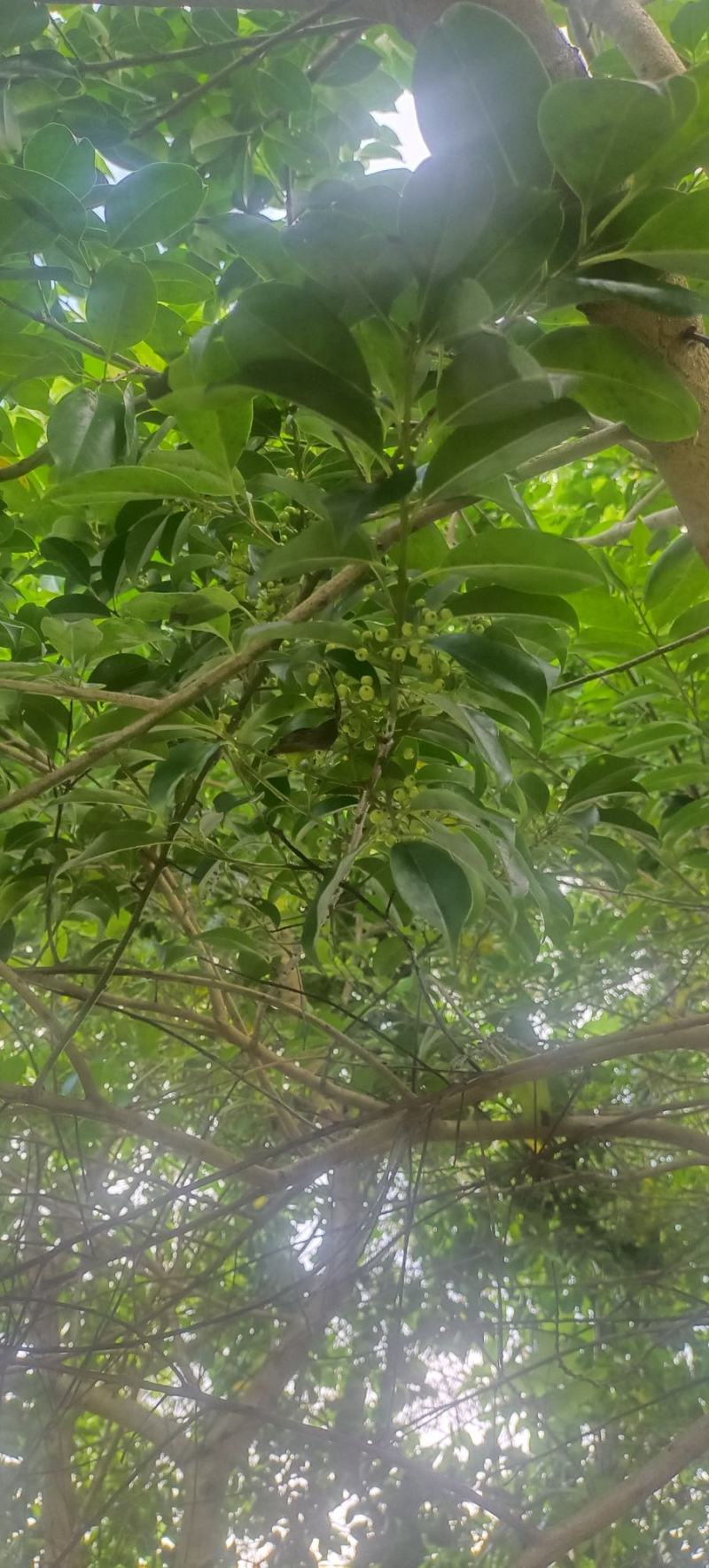 自挖自提，原生苗铁冬青大树，1000元一棵，可上门看货