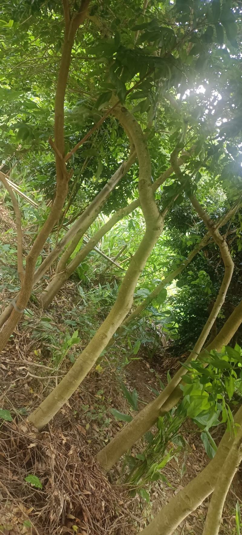 自挖自提，原生苗铁冬青大树，1000元一棵，可上门看货