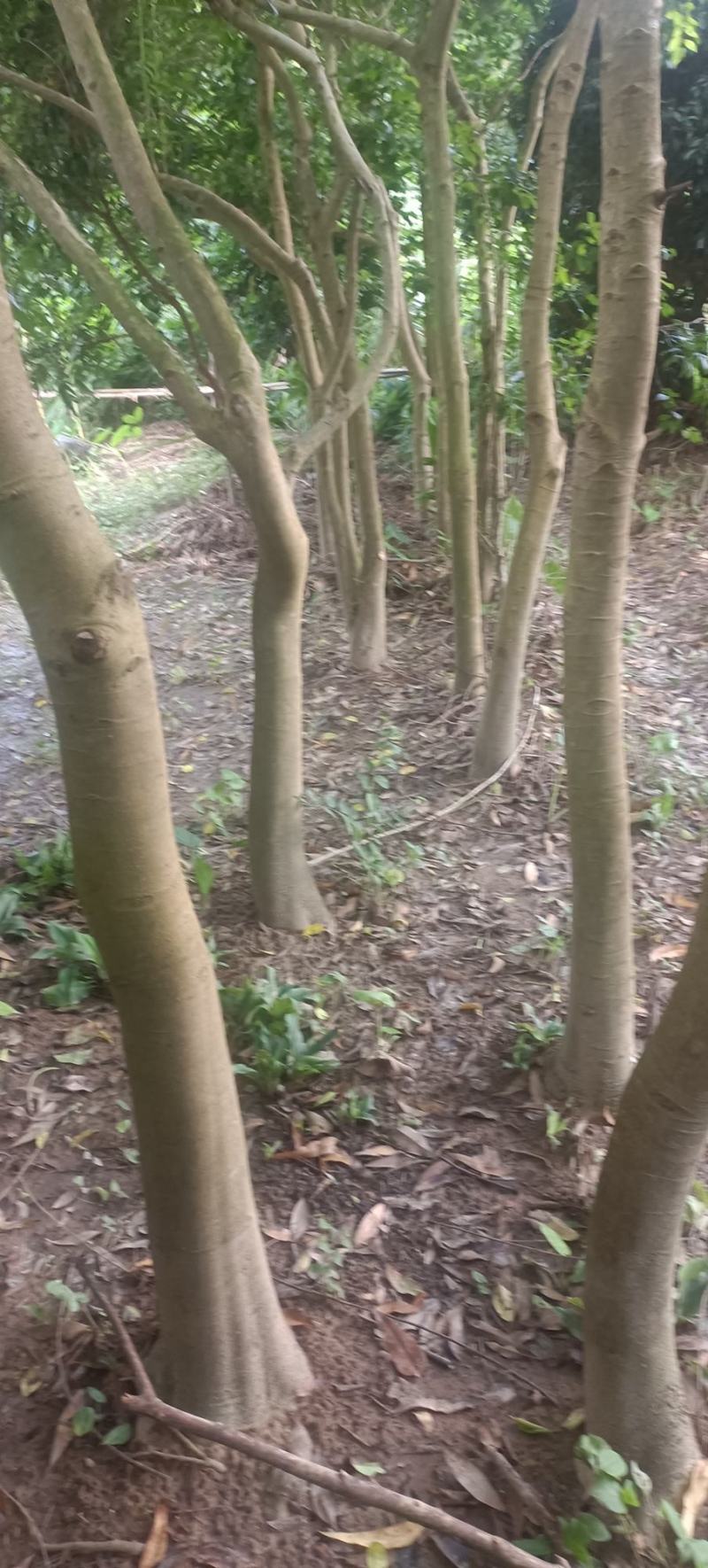自挖自提，原生苗铁冬青大树，1000元一棵，可上门看货