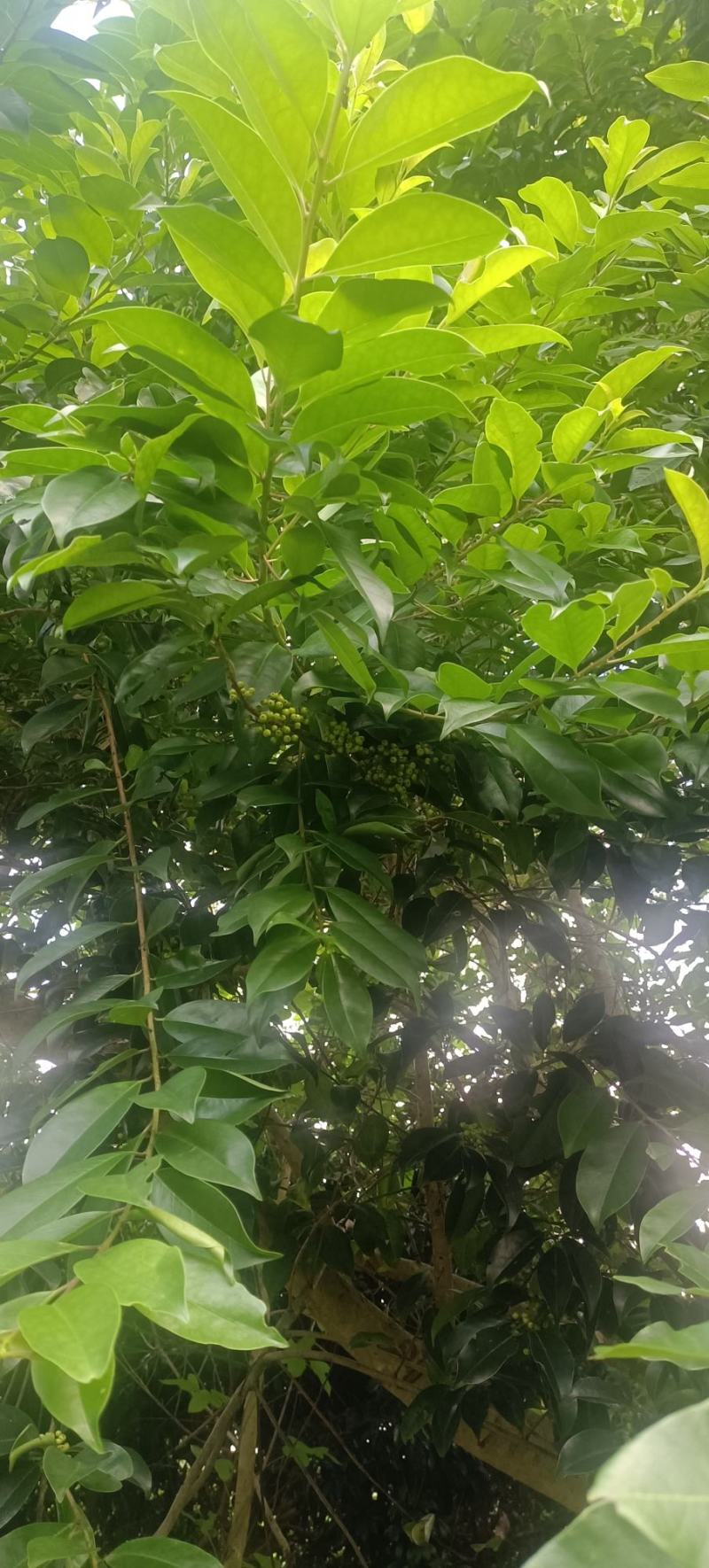 自挖自提，原生苗铁冬青大树，1000元一棵，可上门看货