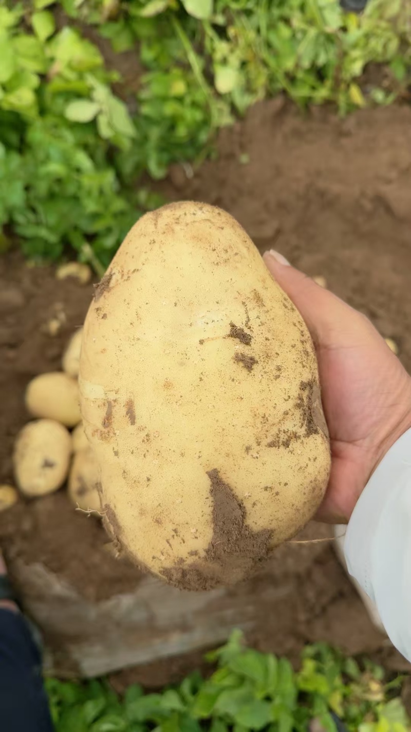 精品甘肃希森6个大，颜色好，沙面，粉粉的