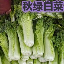 秋绿白菜，基地种植，需要的老板需求我，规格价格齐全发全国