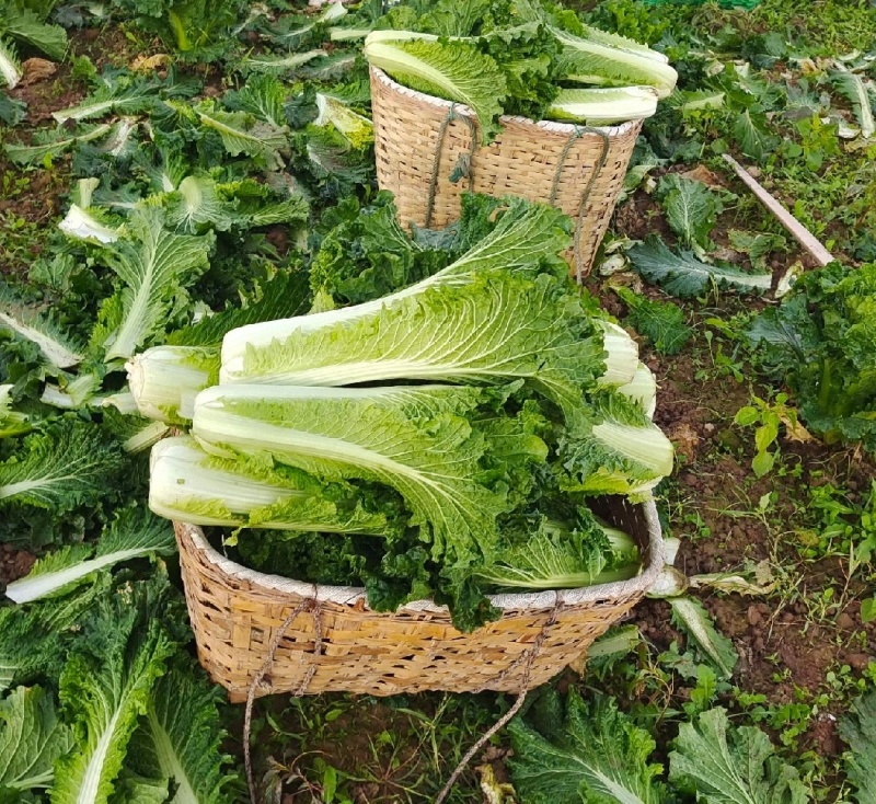 秋绿白菜，基地种植，需要的老板需求我，规格价格齐全发全国