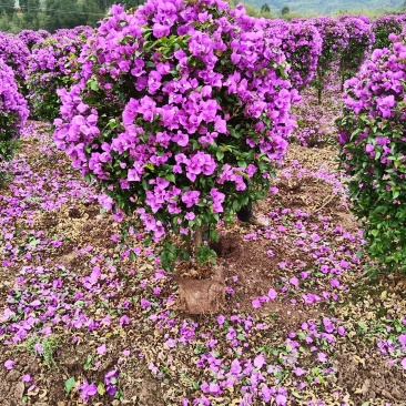 紫花三角梅精球，基地直发，量大从优，对接市政绿化工程，