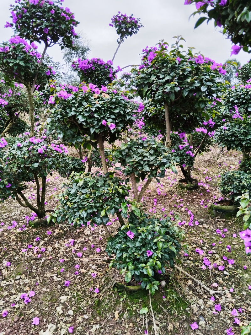 三角梅造型