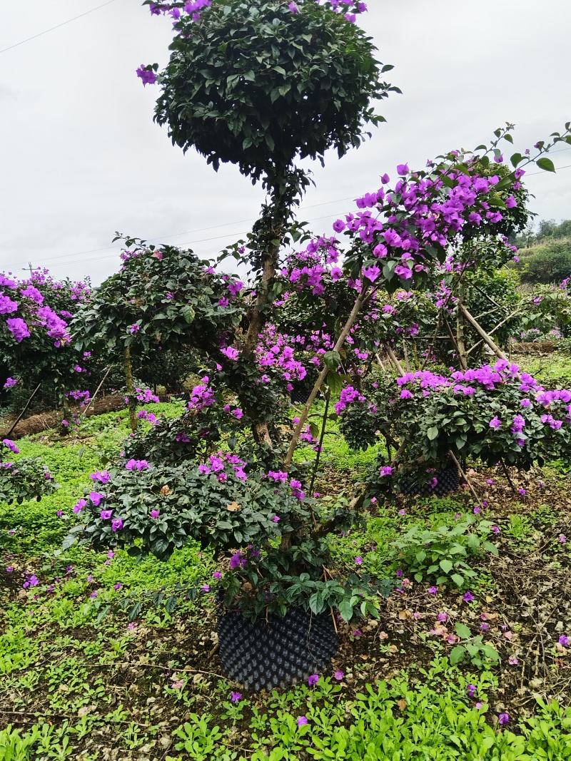 三角梅造型
