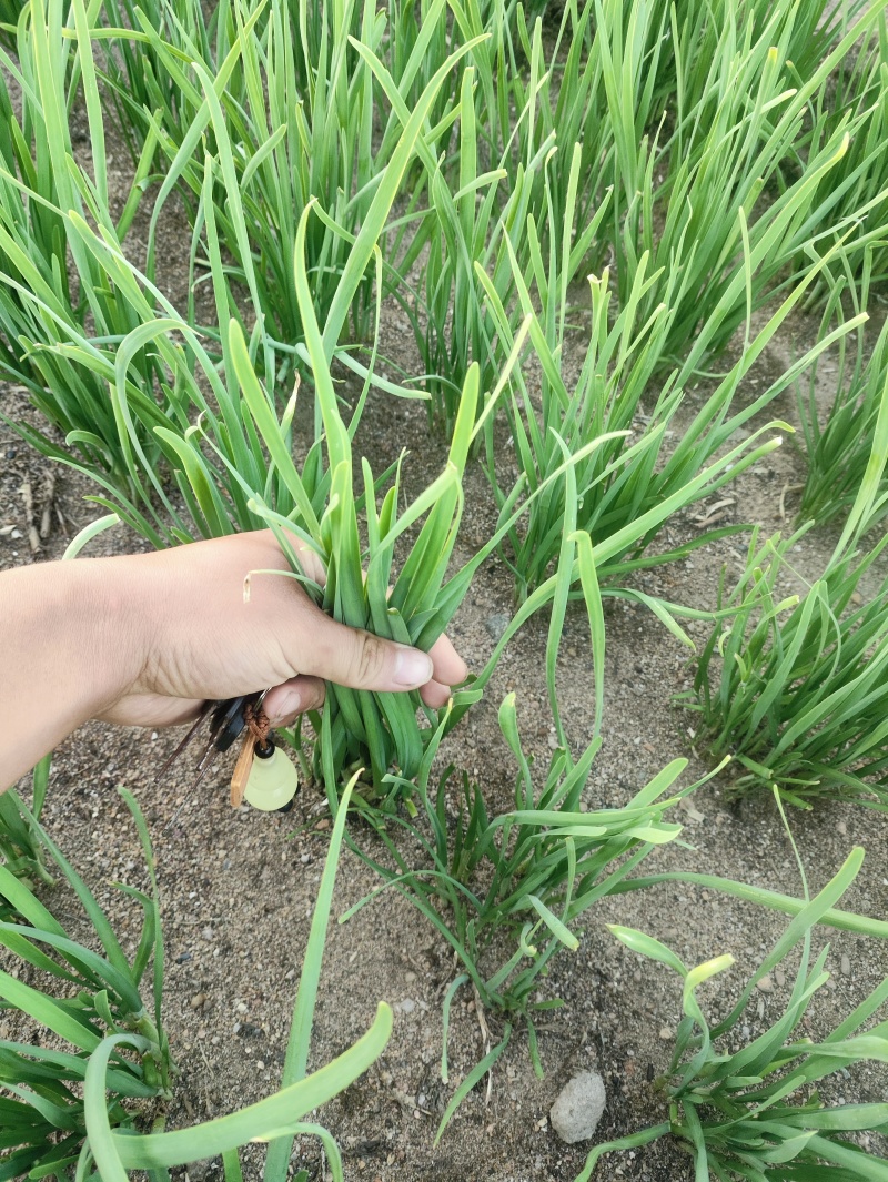 2025年秋天，**头刀韭菜。