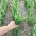 2025年秋天，**头刀韭菜。