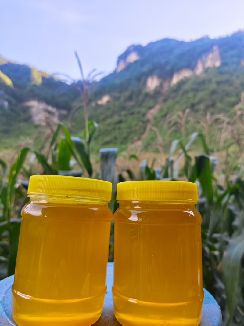 贵州大山里野生蜂蜜无催采放心好蜂蜜欢迎订购
