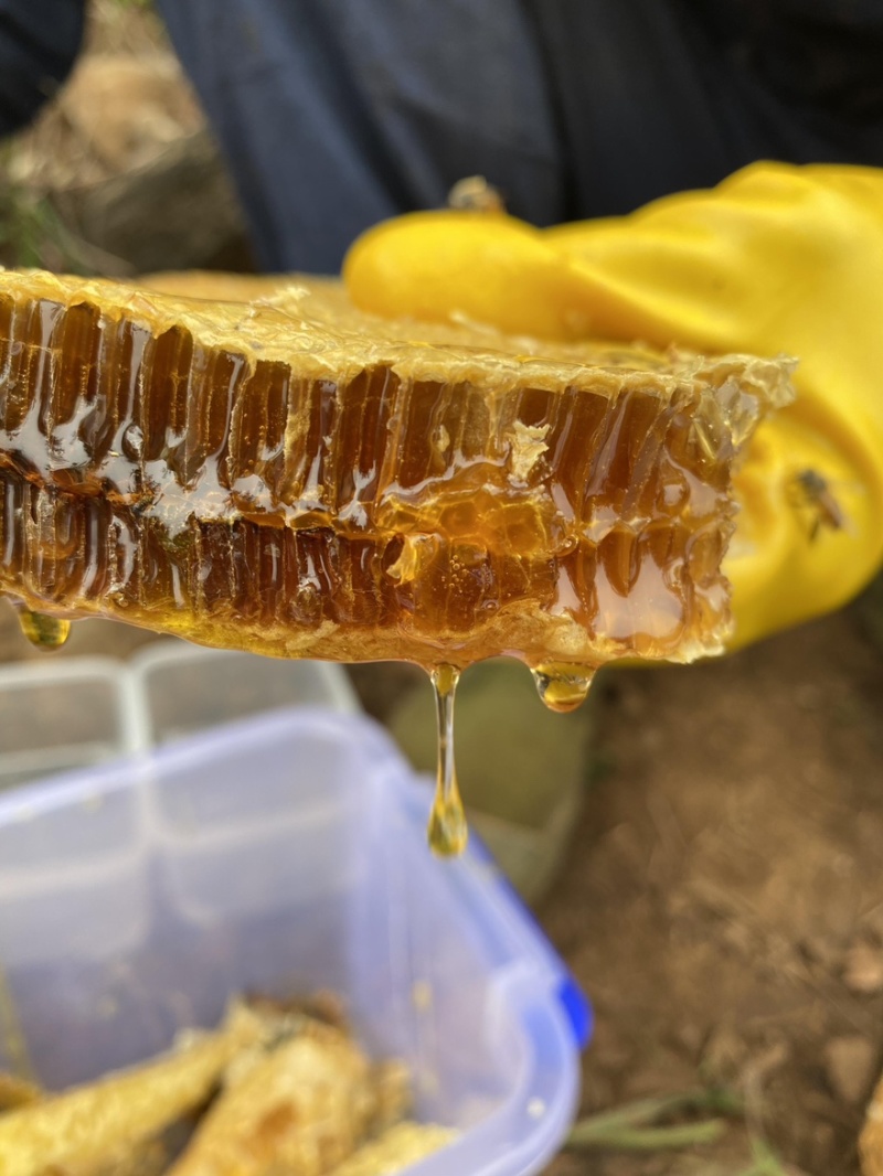 贵州大山里野生蜂蜜无催采放心好蜂蜜欢迎订购