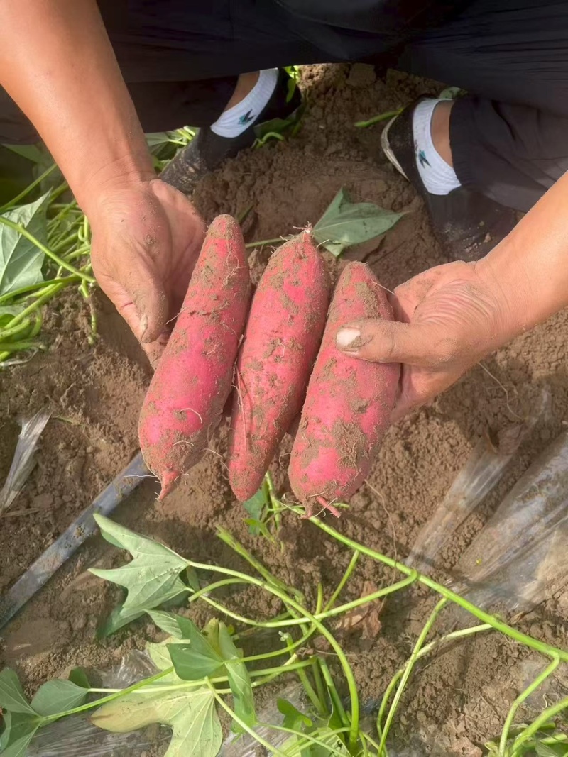 精品西瓜红蜜薯内蒙产地直供现货现发对接市场电商