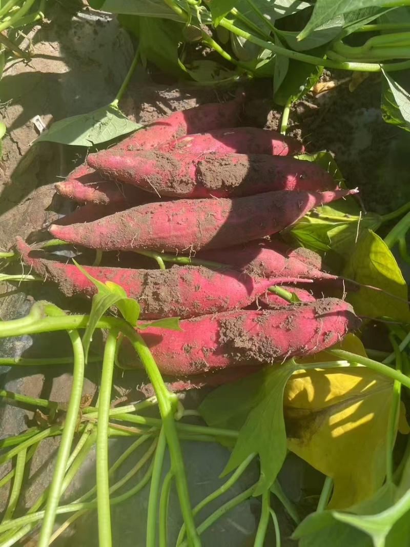 精品西瓜红蜜薯内蒙产地直供现货现发对接市场电商