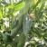 鲜食玉米（甜玉23）