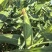 鲜食玉米（甜玉23）