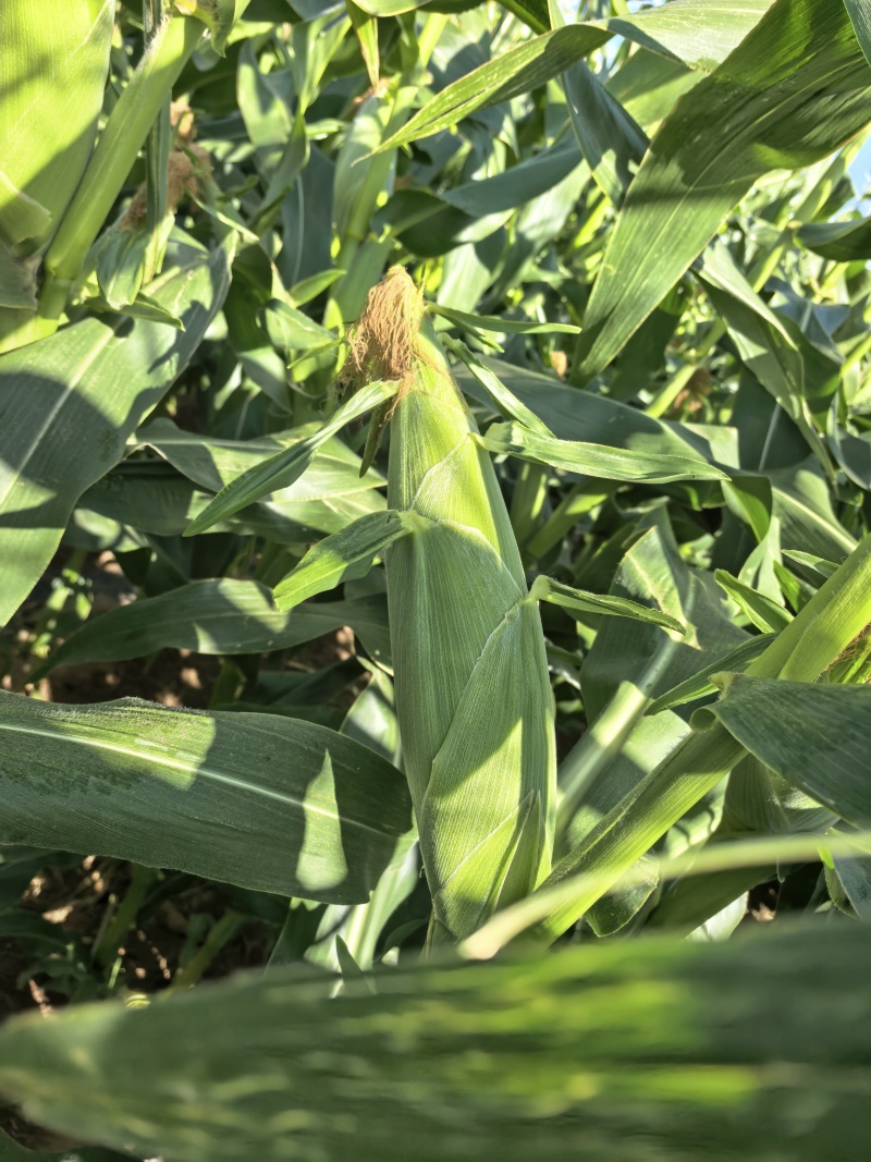 鲜食玉米（甜玉23）