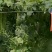 天然白软丝瓜络。种植基地千亩新货20吨，量大带开免税发票