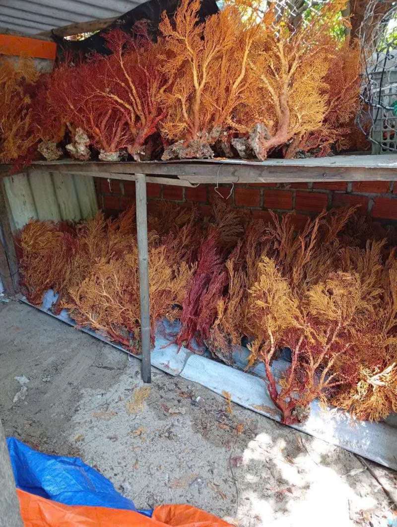 珊瑚