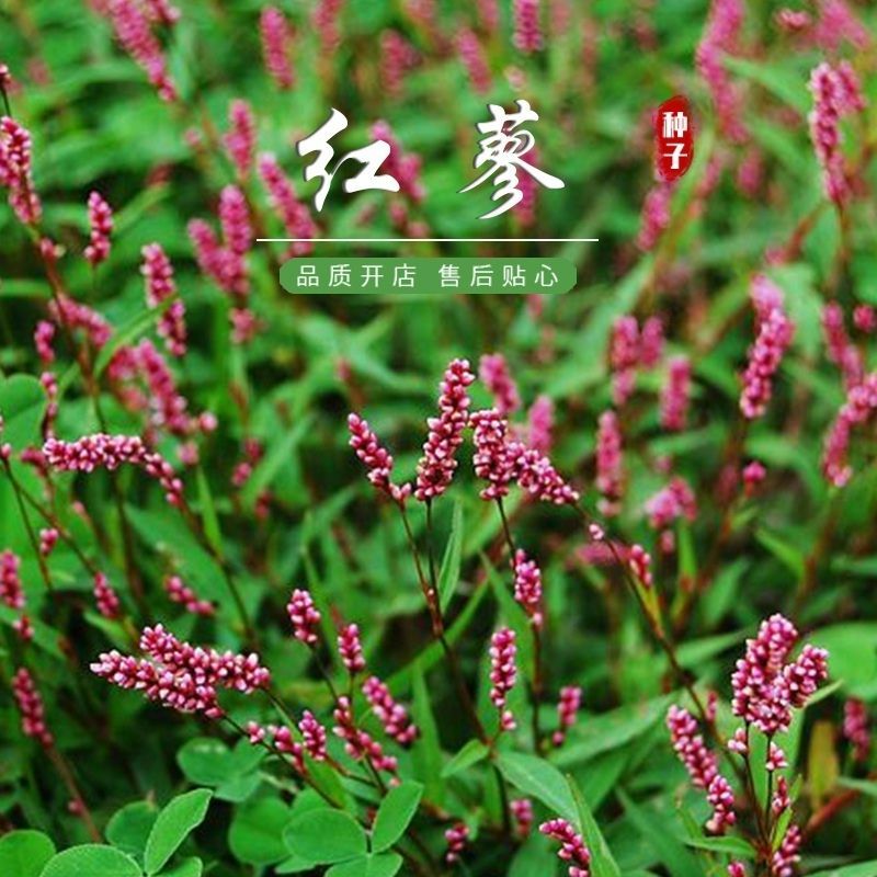 水红花种子狗尾巴花种子耐湿水生景观园林绿化花卉
