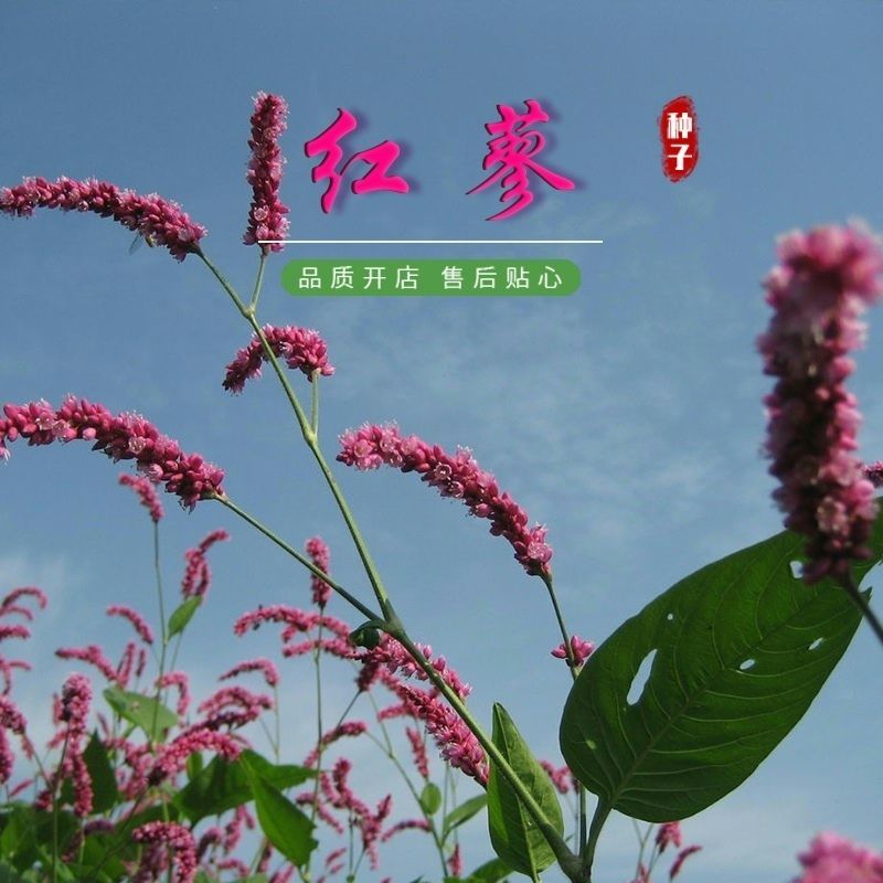 水红花种子狗尾巴花种子耐湿水生景观园林绿化花卉