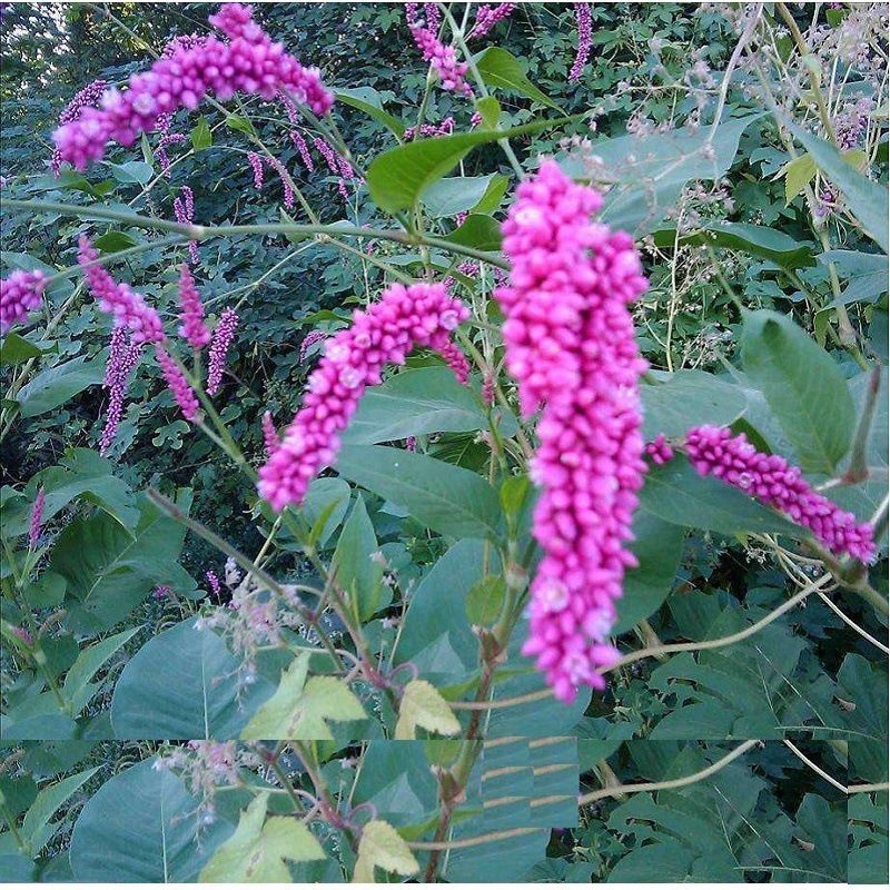 水红花种子狗尾巴花种子耐湿水生景观园林绿化花卉