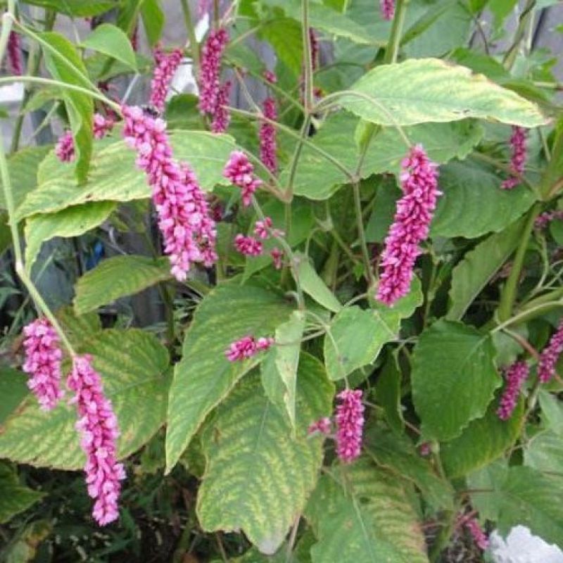水红花种子狗尾巴花种子耐湿水生景观园林绿化花卉