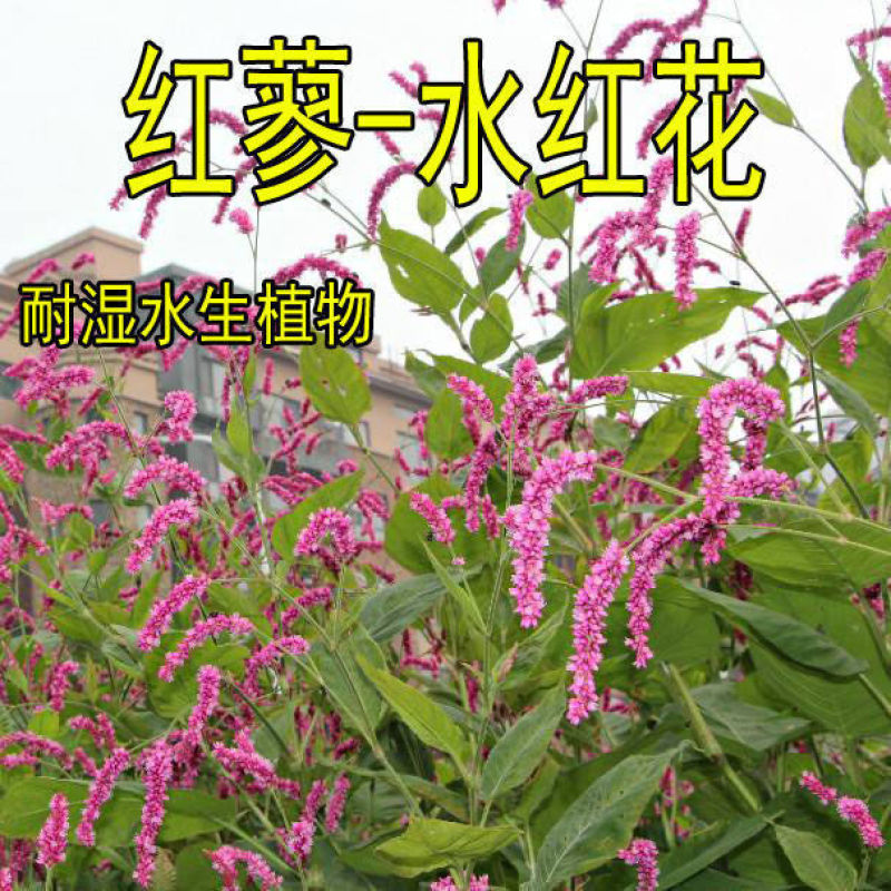 水红花种子狗尾巴花种子耐湿水生景观园林绿化花卉