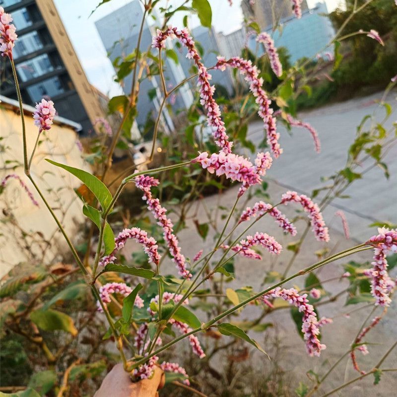 水红花种子狗尾巴花种子耐湿水生景观园林绿化花卉
