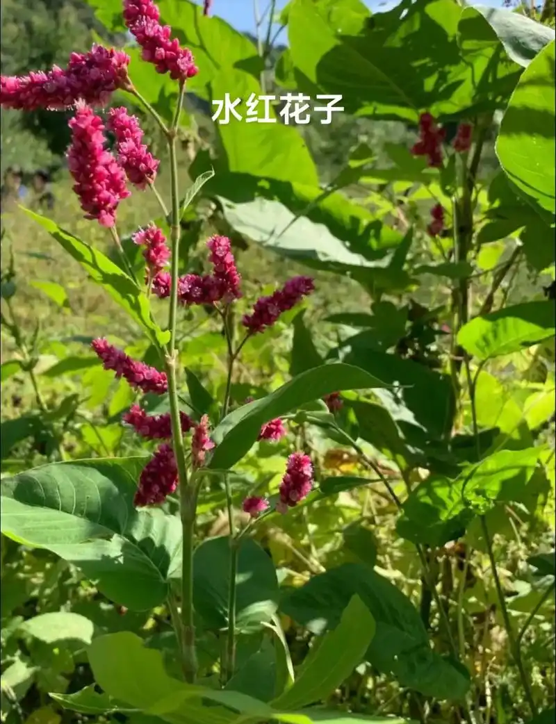 水红花种子狗尾巴花种子耐湿水生景观园林绿化花卉