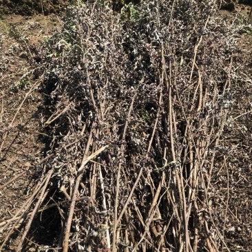 农家干货艾草泡脚泡澡用坐月子用煲汤用