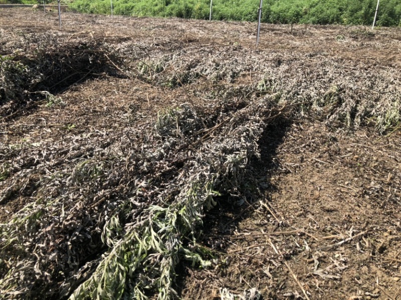 农家干货艾草泡脚泡澡用坐月子用煲汤用
