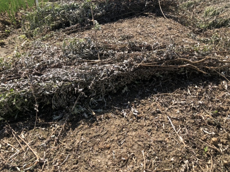 农家干货艾草泡脚泡澡用坐月子用煲汤用