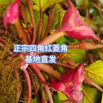 四角菱（新鲜）可以直接吃可以烧菜还可以煮着吃