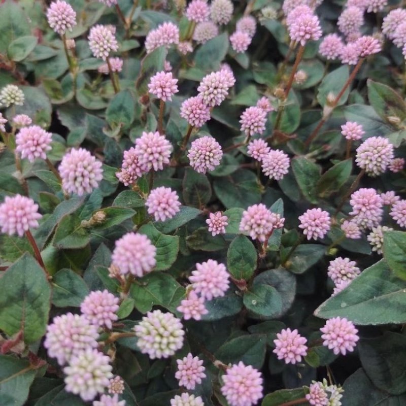 野生头花蓼种子中药材石辣蓼小红太阳草四季红草石椒一年生