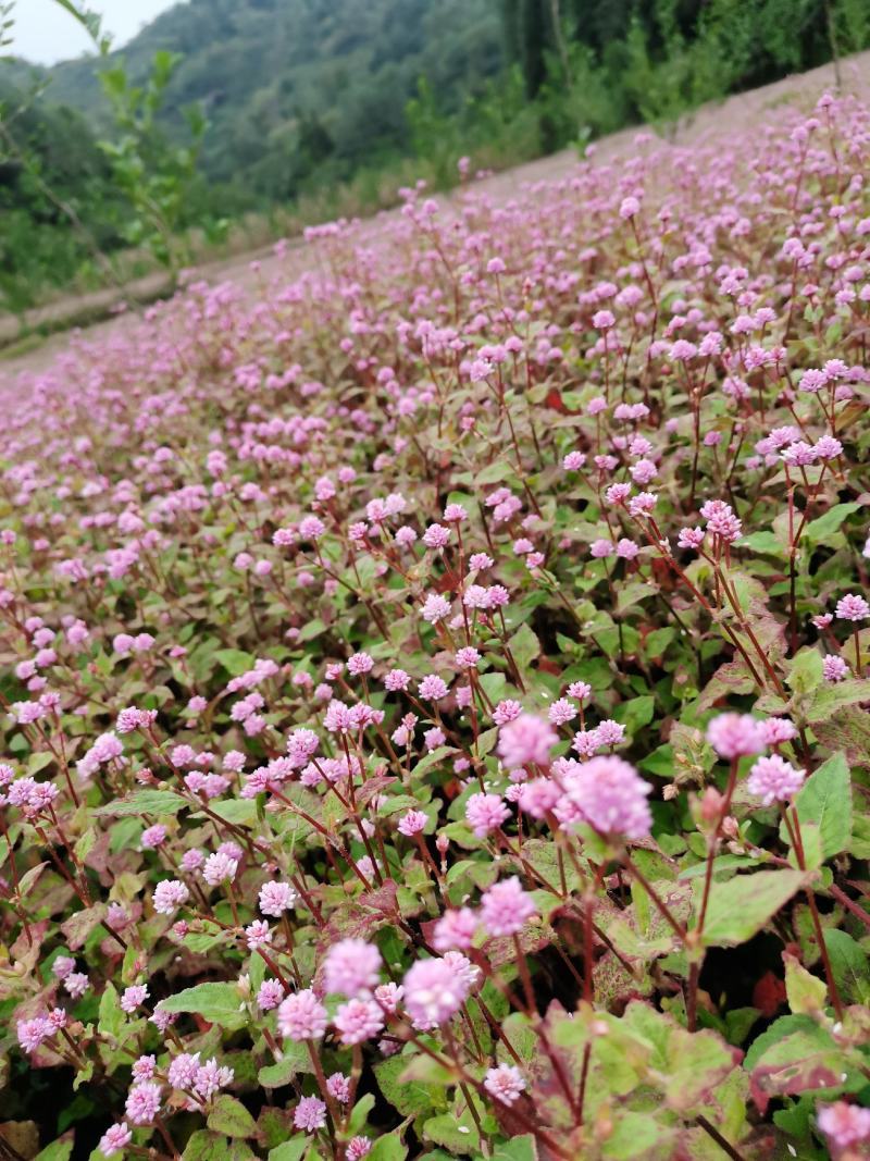 野生头花蓼种子中药材石辣蓼小红太阳草四季红草石椒一年生