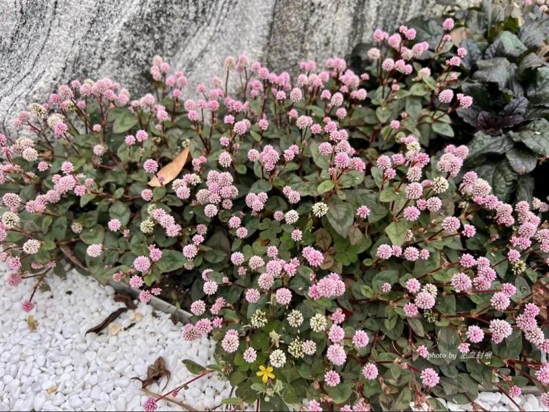 野生头花蓼种子中药材石辣蓼小红太阳草四季红草石椒一年生