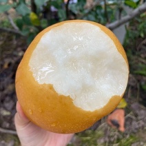 精品秋月梨，一手货源全国供应，可对接电商商超等，诚信经营