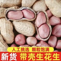《精选》河南许昌干花生基地直发对接全国一条龙服务
